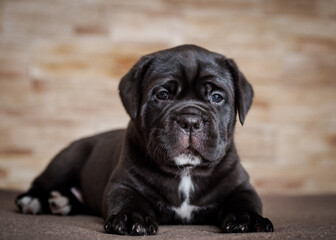 Cute black puppy lies on the background of a stone wall. Cane Corso