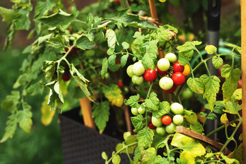 Cherry tomatoes on the vine.Summer season.