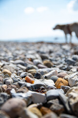 Fossil (Belemit) am Steinstrand an der Ostsee mit Hund im Hintergrund