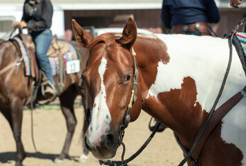 Equine and Horse Photographs