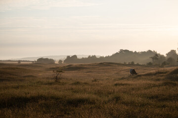 Fototapeta na wymiar Grasendes Rind an einem Herbstmorgen