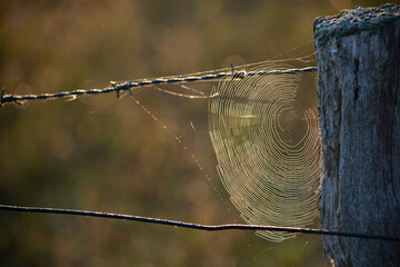 Spinnennetz im Morgentau