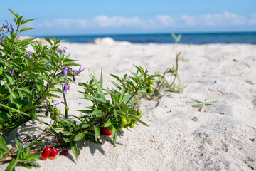 Pflanze am Strand vor dem Meer (Nachtschatten)