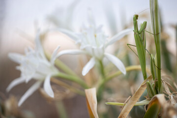 Mantis religiosa on pancratium maritimum.