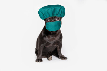 Sitting black dog in a medical mask and cap. Dog dressed as a surgeon.
Isolated.