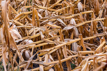 Knocked down corn stalks after the storm on a corn field marked by drought