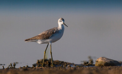 Marsh Sandpiper (Tringa stagnatilis) is a common bird in the wetlands of Diyarbakir Tigris Valley. It lives in Asia, Europe and Africa.
