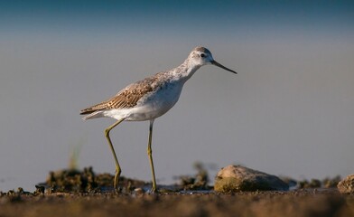 Marsh Sandpiper (Tringa stagnatilis) is a common bird in the wetlands of Diyarbakir Tigris Valley....