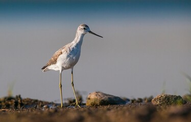 Marsh Sandpiper (Tringa stagnatilis) is a common bird in the wetlands of Diyarbakir Tigris Valley. It lives in Asia, Europe and Africa.