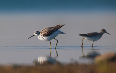 Marsh Sandpiper (Tringa stagnatilis) is a common bird in the wetlands of Diyarbakir Tigris Valley. It lives in Asia, Europe and Africa.