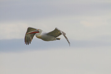 Pelican