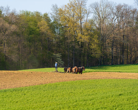 Amish man working in his field with his team of draft horses on a sunny spring day in Holmes County, Ohio