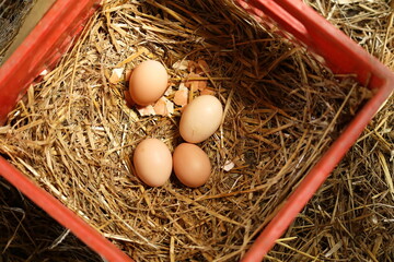 Chicken eggs in a nesting box on a small farm in Ontario, Canada.