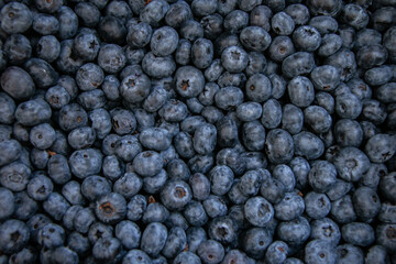 Fototapeta na wymiar Background of ripe fresh blueberries. Selling blueberries at a farmers' market. Close-up.