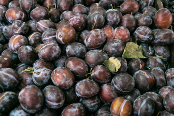 Background of ripe fresh plums. Close-up. Sale of plums at the farmers' market.