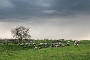 Obraz premium Flock of sheep and goats on a pasture beneath the stormy skies