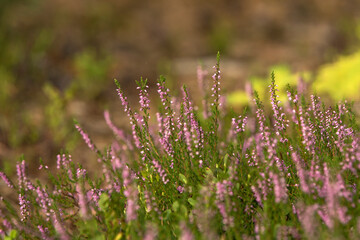 wrzosy rosnące w lesie