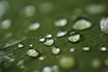 Macro shot of dew drops on a leaf