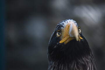 Portrait of an eagle in the zoo