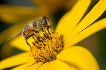 Pszczoła zapylająca kwiat - obrazy, fototapety, plakaty