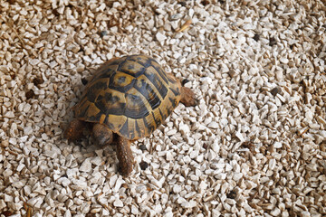 Close up of a turtle on a sandy beach