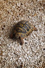 An old mosque brown door 