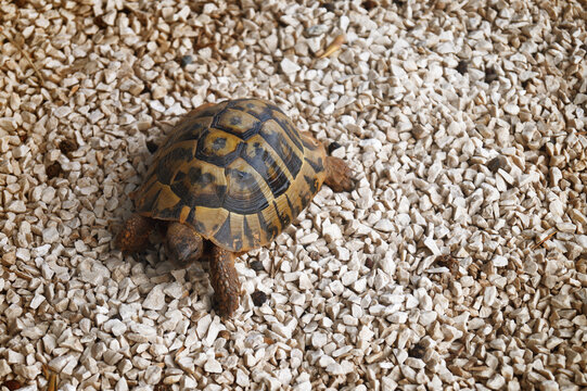 Close up of a turtle on a sandy beach