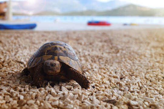 Close up of a turtle on a sandy beach