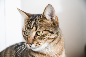Fototapeta premium Portrait of a beautiful domestic cat 