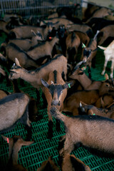 Little goat among brown goats in paddock at farm. High quality photo
