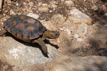 Desert tortoise, Gopherus agassizii, walking through the Sonoran Desert foraging for food and perhaps a mate. A large reptile in natural habitat. Pima County, Oro Valley, Arizona, USA.
