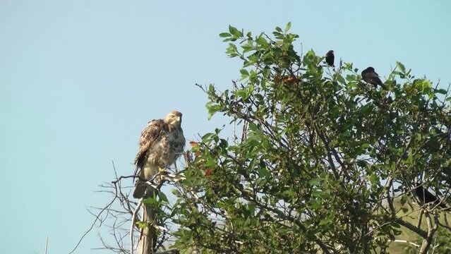 Long-legged buzzard attacked by Birds on tree
North America wildlife and Nature, 2022
