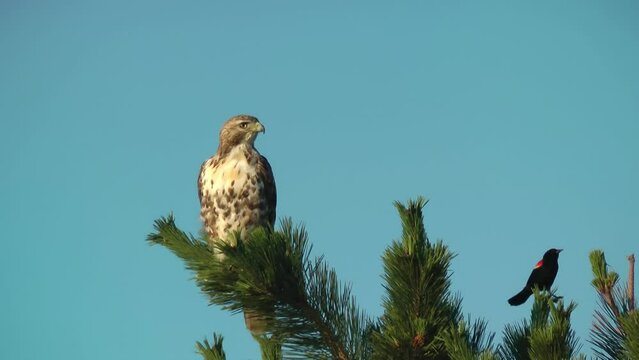 Long-legged buzzard and red winged blackbird on tree
North America wildlife and Nature, 2022
