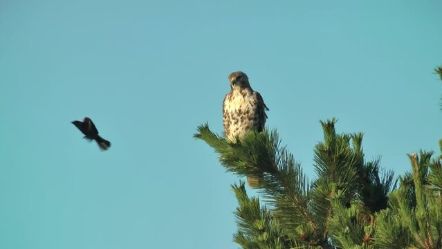 Long-legged buzzard attacked by Birds on tree, 2022
North America wildlife and Nature, 2022
