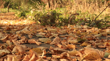 Close up autumn leaves on the ground
