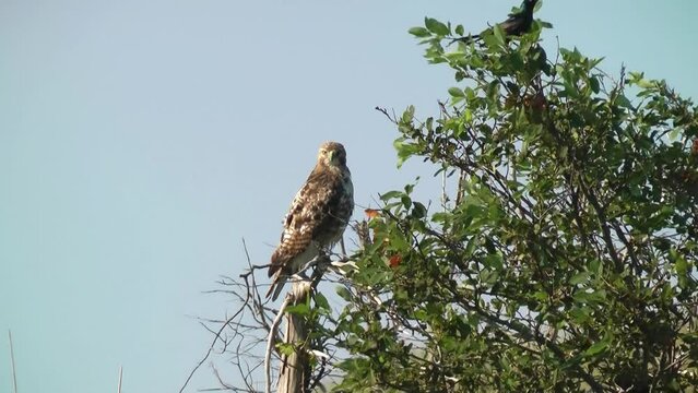 Long-legged buzzard attacked by Birds on tree, 2022
North America wildlife and Nature, 2022

