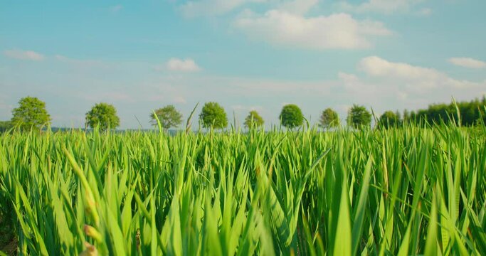 Beautiful view green agricultural field of gladioli. Sword lily before flowering. Blue bright cloudy sky, fresh spring day. Countryside. Garden plant with xiphoid leaves, high stem. Skewer.