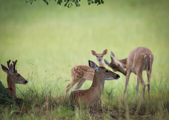 Deer relaxing under a shade tree on a summer day
