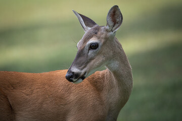 Deer relaxing under a shade tree on a summer day