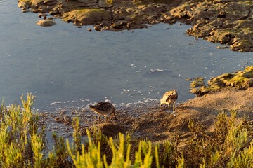 View of godwit birds drinking water from a lake in a forest