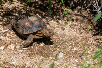 Desert tortoise, Gopherus agassizii, walking through the Sonoran Desert foraging for food and perhaps a mate. A large reptile in natural habitat. Pima County, Oro Valley, Arizona, USA.