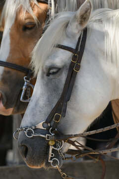 A white and brown horses in a leather strap
