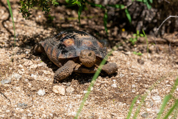 Desert tortoise, Gopherus agassizii, walking through the Sonoran Desert foraging for food and perhaps a mate. A large reptile in natural habitat. Pima County, Oro Valley, Arizona, USA.