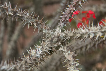 Branch of a thorny bush, known as Crown of Christ. Focus on the image center.
