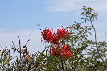 Grevillea banksii flowers, with scarlet, red stems and yellow tip, with bees flying around. Blurred background.