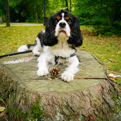 Tricolor Cavalier King Charles Spaniel lies on a stump with a pinecone in the park.