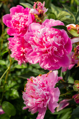 Fototapeta premium Pink peonies bouquet in the garden