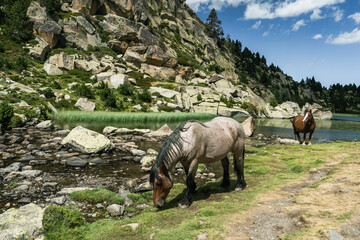 un cheval gris qui boit dans un ruisseau de montagne avec un cheval brun en arrière plan