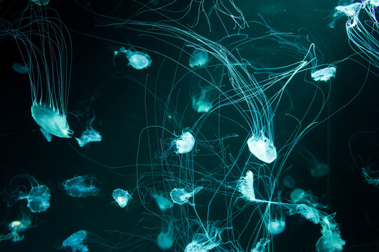 Beautiful Jellyfish Aesthetic Intertwining Jellyfish Tentacles On Dark Background