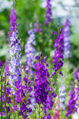 Vertical photograph of lilac and purple wildflowers. The rest of the flowers and grass are out of focus